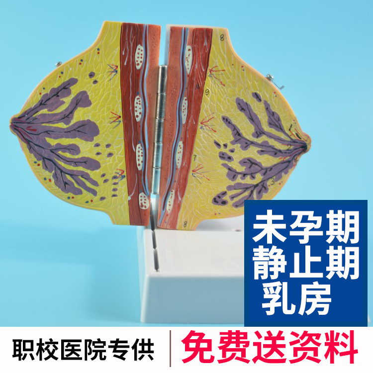 静止期乳房解剖模型 未孕期乳房剖面模型 女性乳腺模型带12个标识