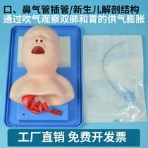 Anatomical structure of newborn intubation model realistic newborn baby intubation model for newborn trachea intubation model