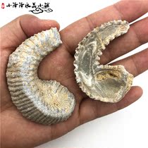 Madagascar Natural Oyster Fossil Sliced Ancient Bio-Teaching Specimen Handlebar Playpiece Original Stone Chiishi