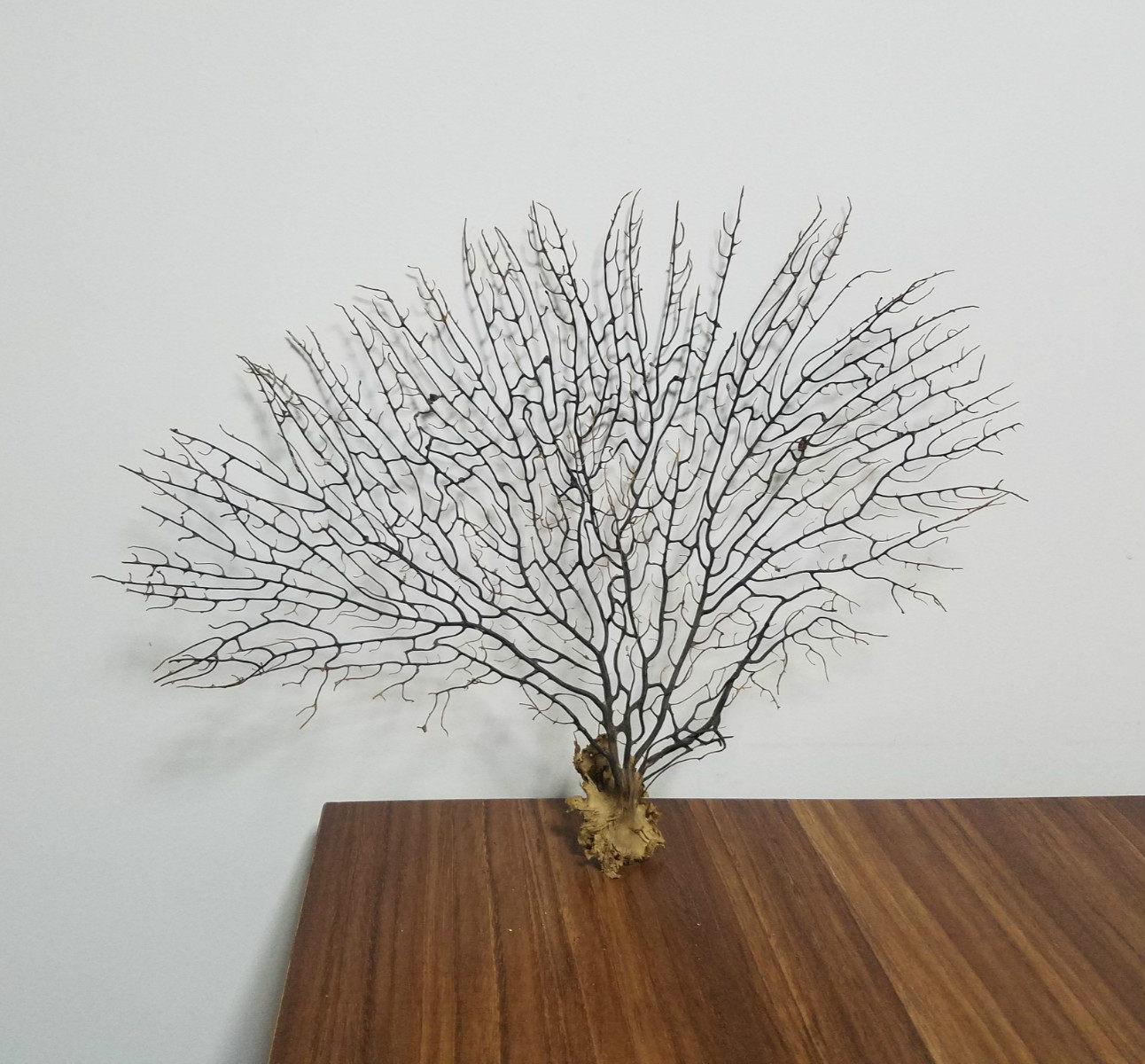 天然海螺贝壳海树铁树珊瑚枝黑铁树工艺品家居装饰鱼缸造景微百货