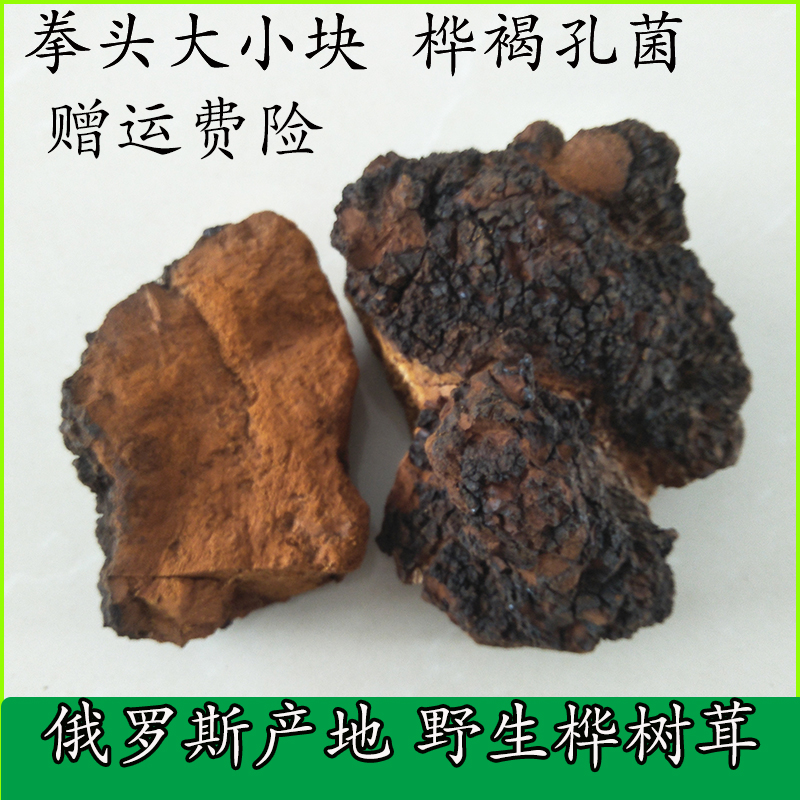 Russian Origin Wild Birch Tree Birch Brown Pore Fungus White Birch Birch Mushroom Birch Birch Brown Small Birch Tree Furry