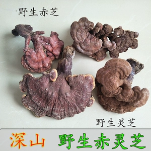 Wild Chi ganoderma akihiko красная ганодерма lucidum ganoderma wild ganoderma lucidum 250 грамм глубокой горной дикой дикой кижхи