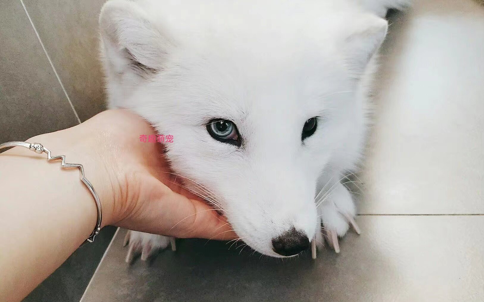 宠物界新宠：异瞳雪狐幼崽，自家养殖的白狐蓝眼冰岛狐，活体小狐狸，黑