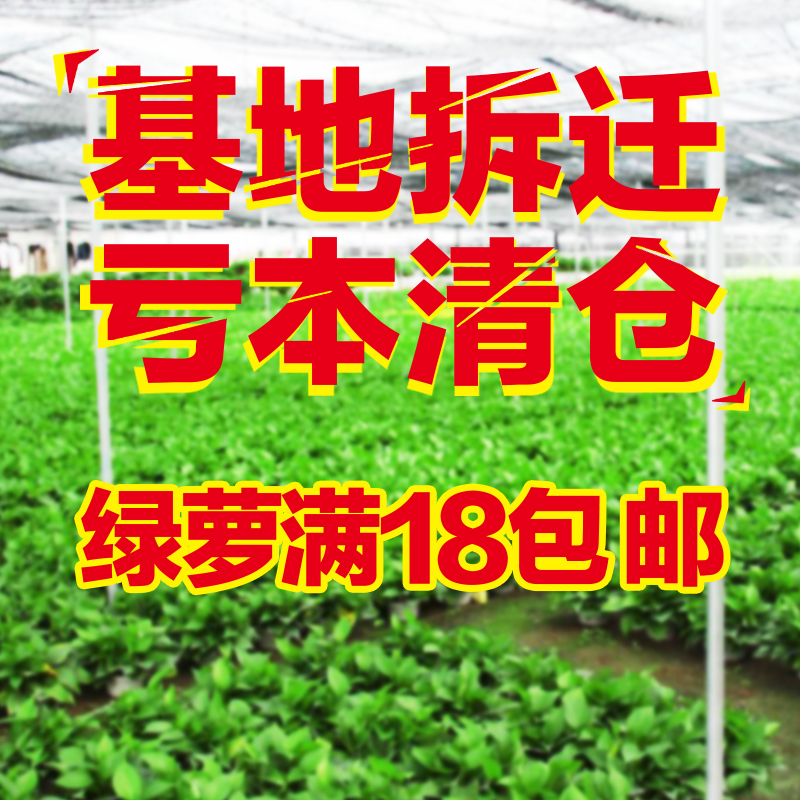 绿萝水培盆栽办公室内桌面绿植绿航吸除甲醛净化空气花卉植物吊兰