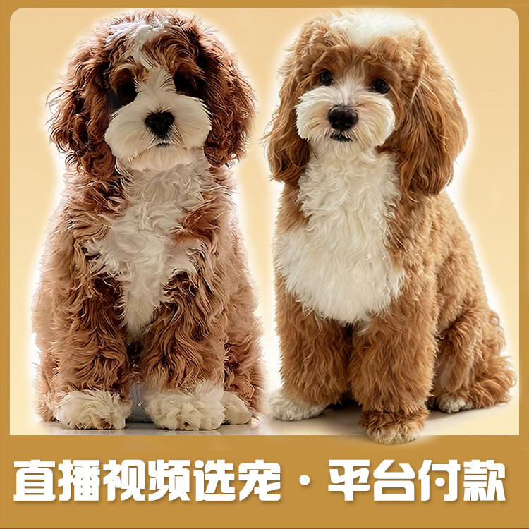 🌟 北京可卡布犬舍 拼色棕黄白 片花燕尾服 幼犬 小型萌犬 🐶-狗狗-淘宝好物网
