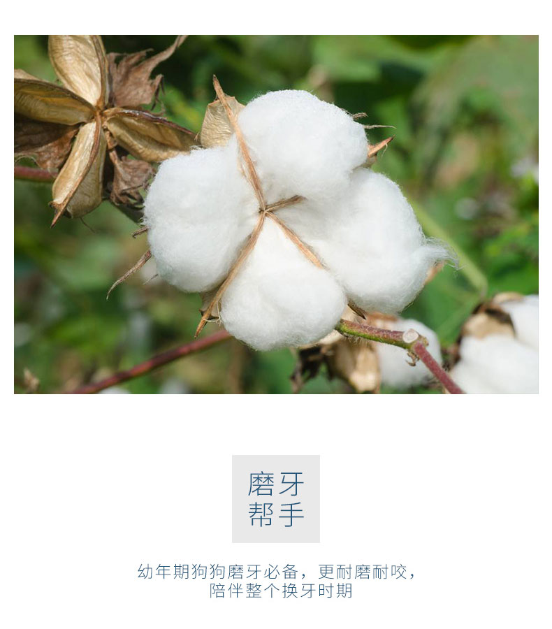 Con chó dây hôn con chó cắn dây đồ chơi cắn kháng mol mèo dây bóng bông vàng mao samoyed pháp luật chiến đấu vật nuôi cung cấp đồ chơi cho chó bull pháp