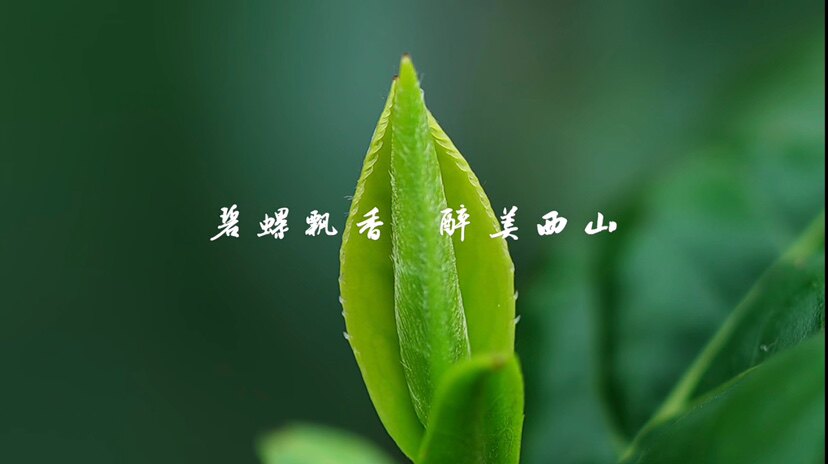 西山樟坞果园的LOGO