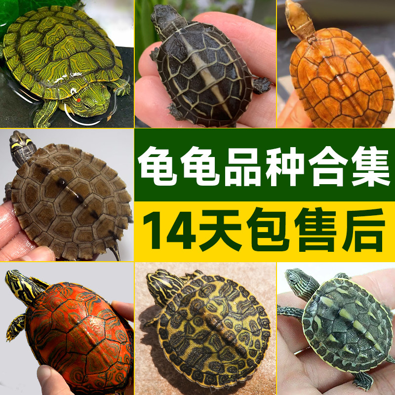 养龟新手必看！中华草龟 vs 巴西龟，谁才是你的理想宠物？🔥-龟-淘宝好物网