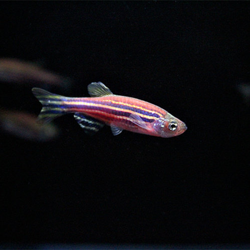 包郵斑馬魚耐低溫冷水魚斑馬魚淡水魚小型熱帶觀賞魚生態魚活體