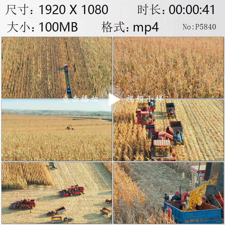 Aerial Footage of Jilin Yushu City's Farmland, Mechanized Harvesting during Autumn Harvest, Farmers Harvesting Corn, Real Shot Video Footage