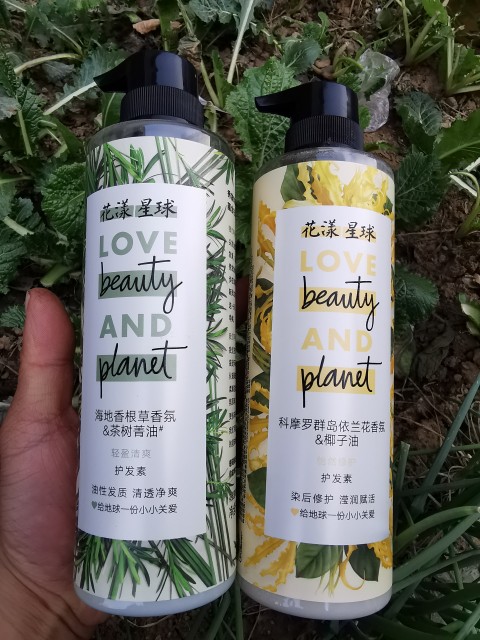 Special offer Huayang planet tea tree essential oil Sapindus coconut oil rose fragrance shampoo 470g