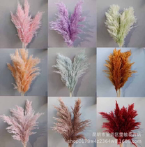 Small reed real bouquet photography props wedding layout home decoration multi-color small reed dried bouquet reed