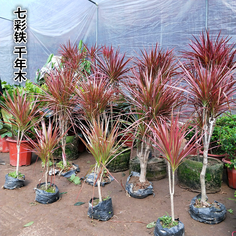 Colorful iron multicolored millennium wood potted plant red bamboo leaf-viewing plant Three-color Dracaena indoor formaldehyde-absorbing large green plant