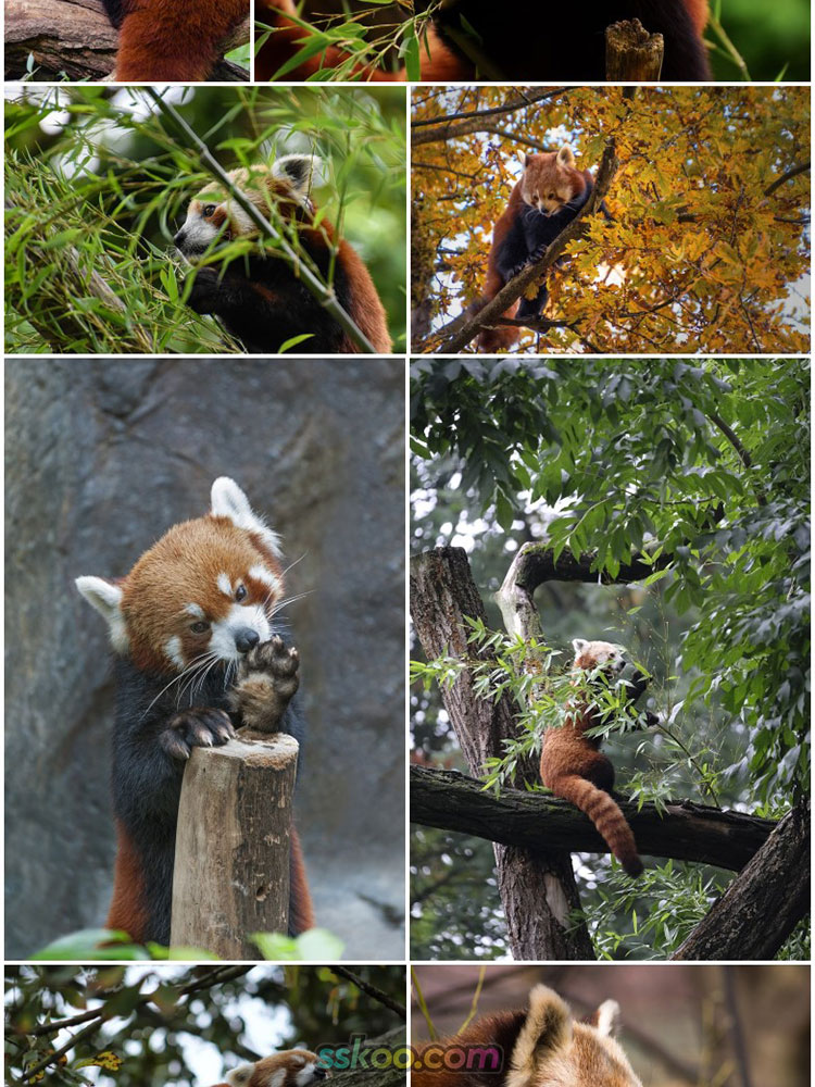 萌红熊猫爬树图片动物园生物超大高清特写JPG图插图摄影设计素材插图2