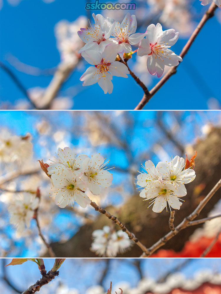 樱花图片唯美插图特写照片风景壁纸高清4K摄影图片设计背景素材插图4