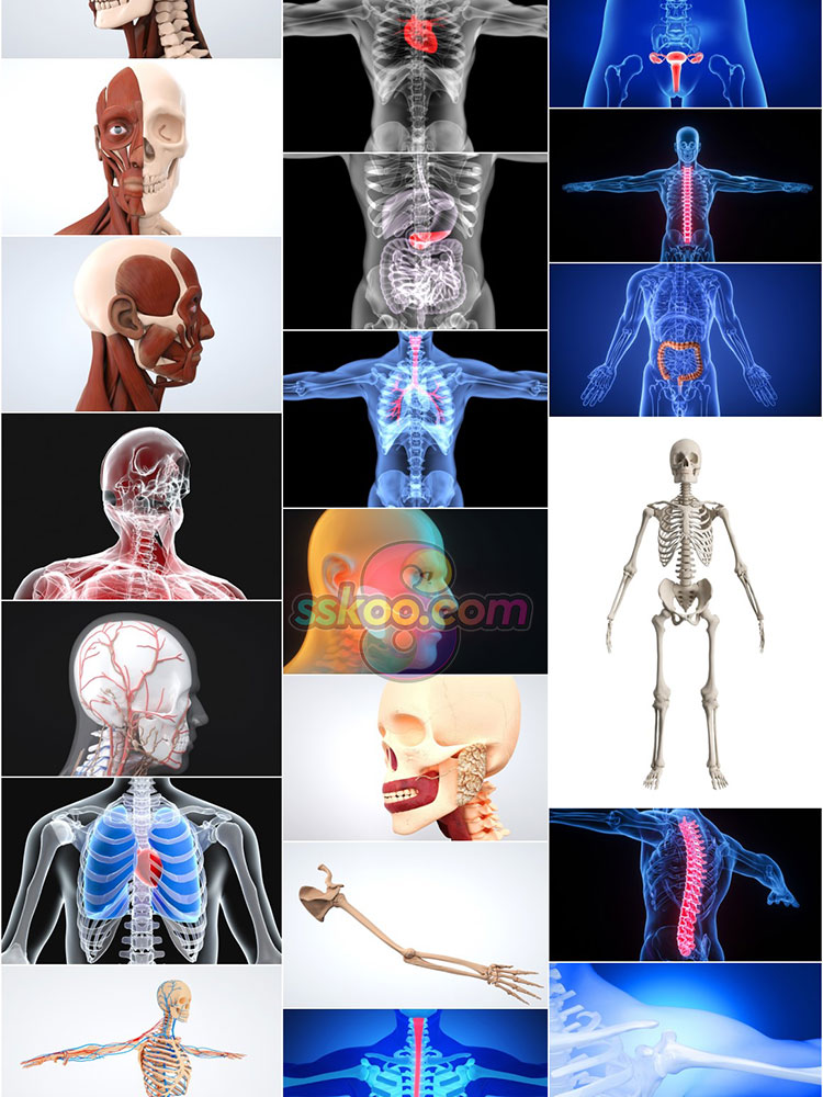 高清人体骨骼肌肉组织器官经脉分布模型场景JPG背景图片设计素材插图7
