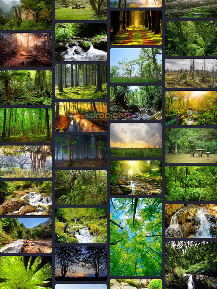 森林树木热带雨林原始老林灌木丛林参天大树植物高清JPG图片素材插图12