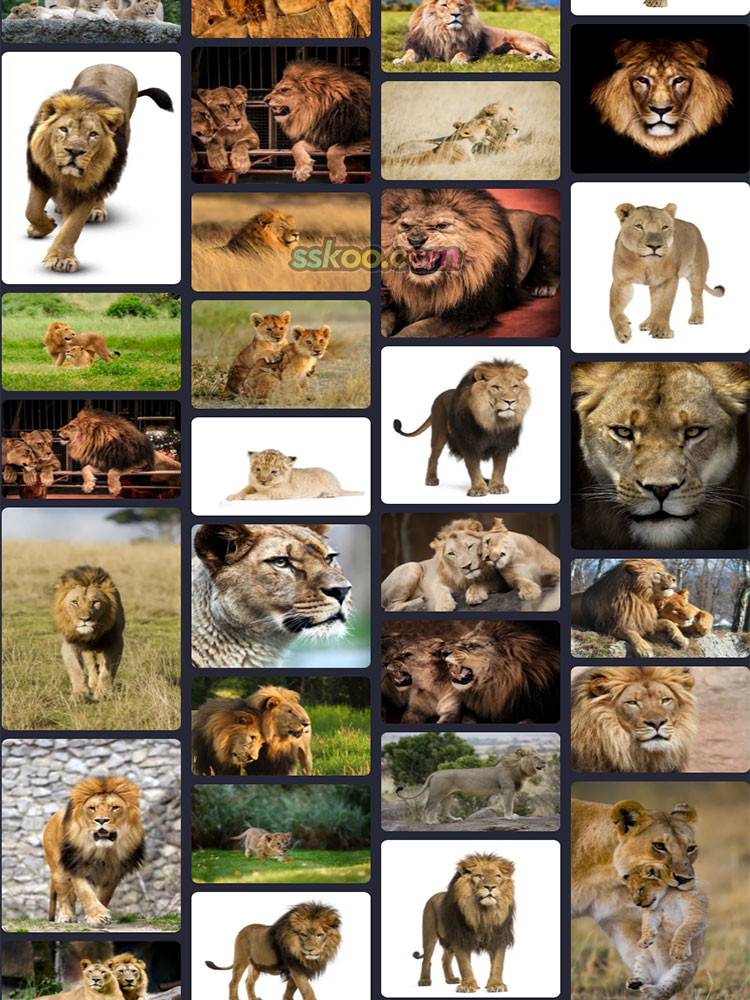 狮子雄狮母雌狮幼崽非洲草原野生动物特写摄影照高清JPG图片素材插图9