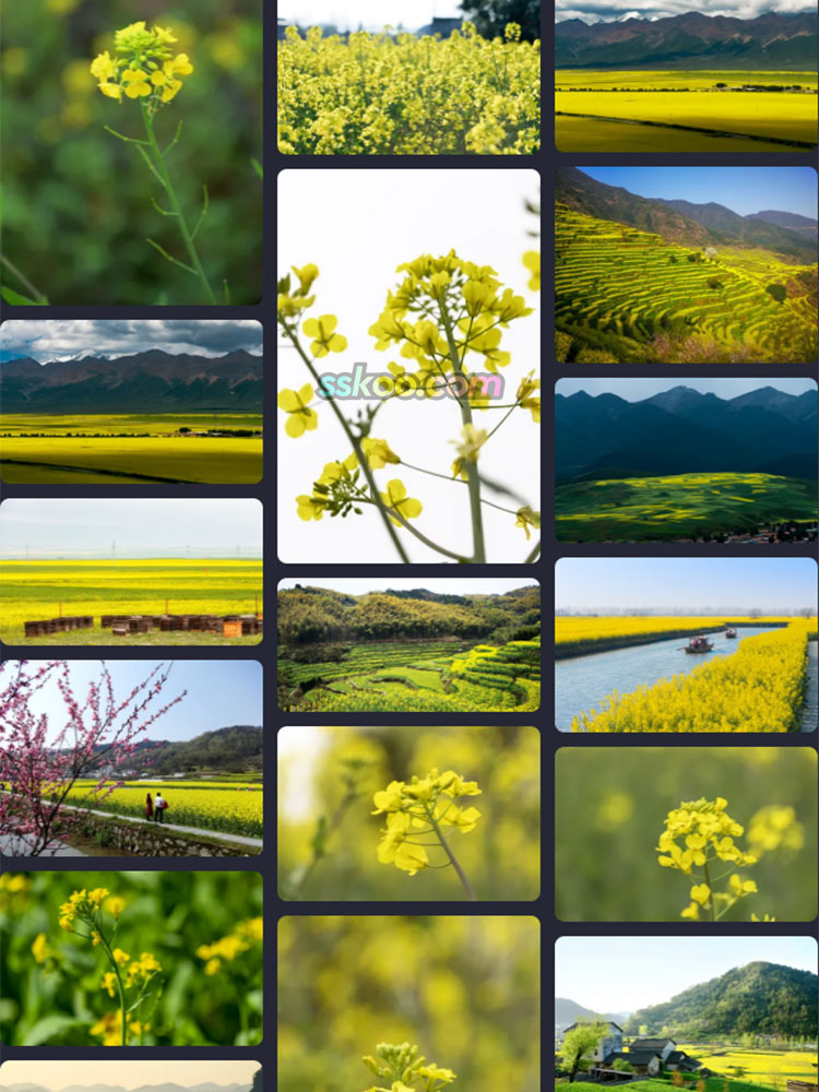 油菜花田园风光插图特写照片风景壁纸高清4K摄影图片设计背景素材插图11