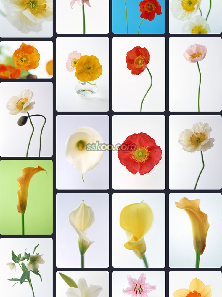 鲜花合集背景高清JPG摄影特写照片4K壁纸背景图片插图设计素材插图14