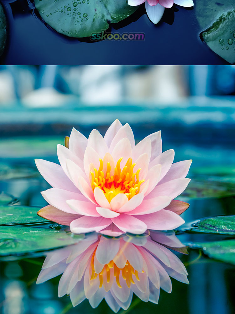 粉红白色荷花图片莲花荷叶荷塘特写宣传海报设计高清摄影JPG素材插图7