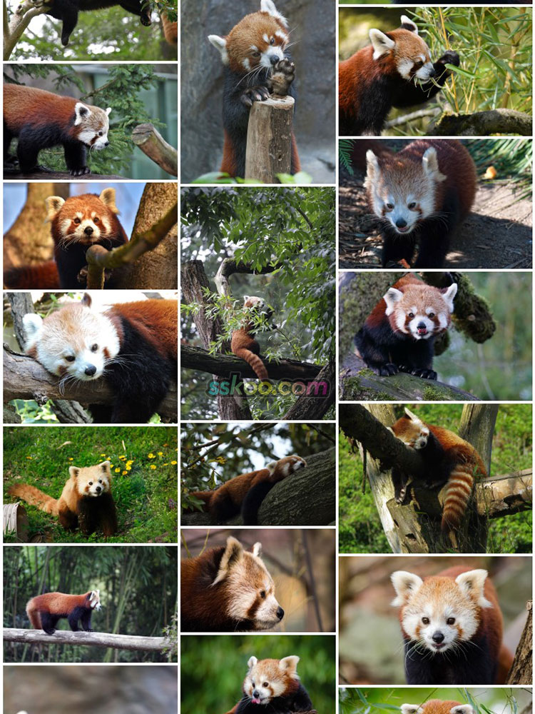 萌红熊猫爬树图片动物园生物超大高清特写JPG图插图摄影设计素材插图15