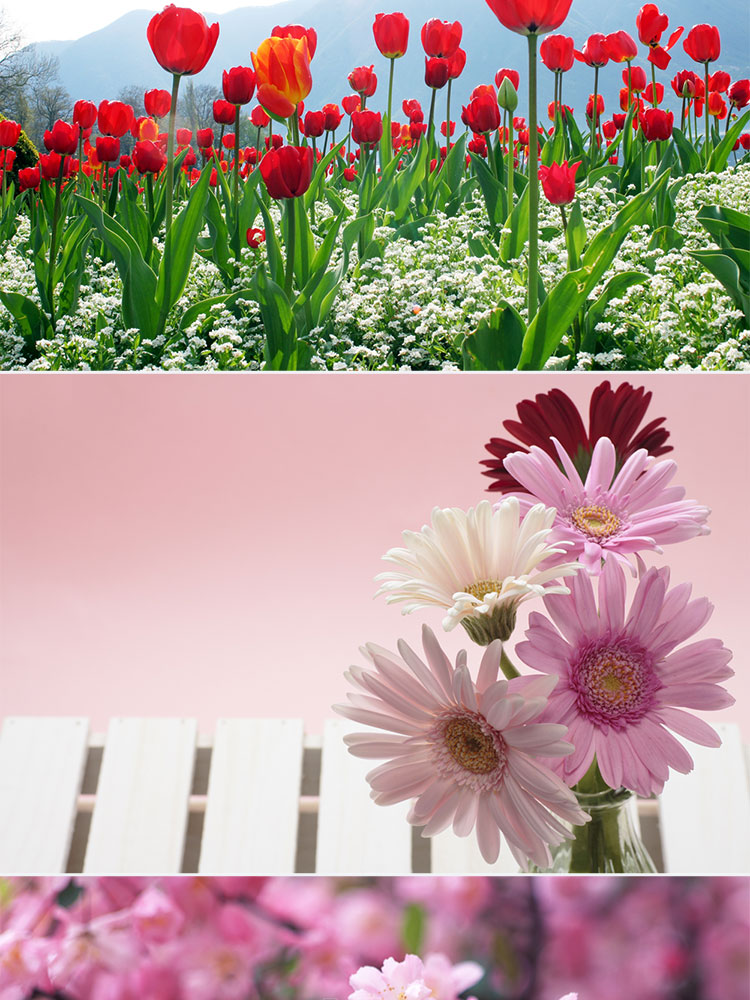 花卉鲜花插图特写照片风景电脑壁纸高清4K摄影图片设计背景素材插图3