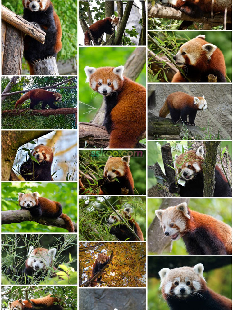 萌红熊猫爬树图片动物园生物超大高清特写JPG图插图摄影设计素材插图14