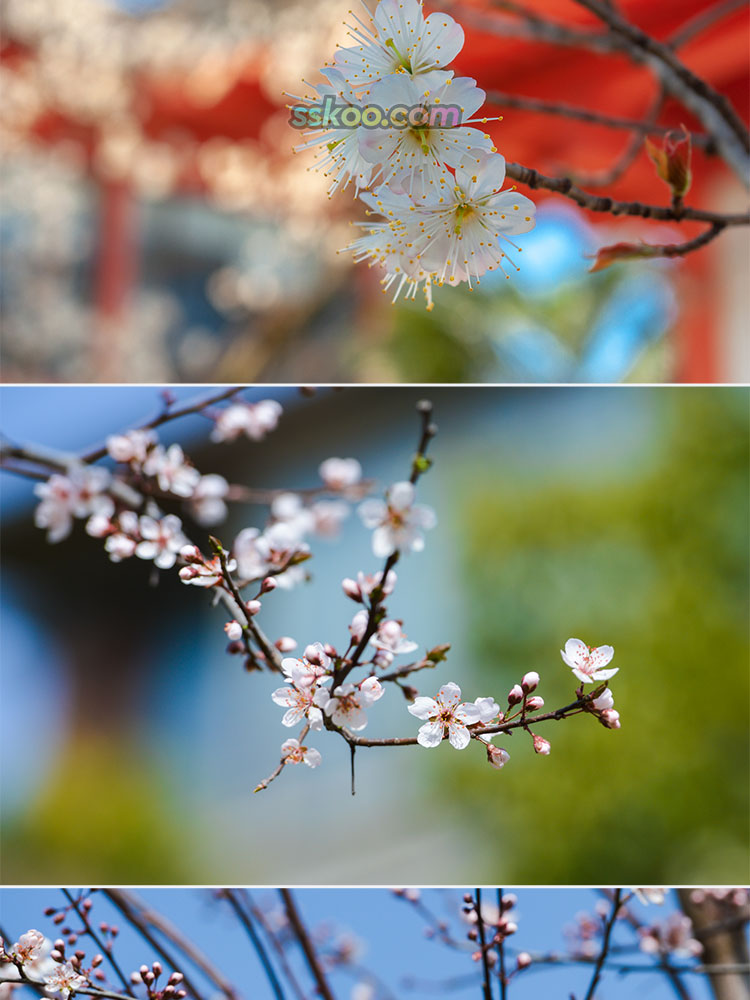 樱花图片唯美插图特写照片风景壁纸高清4K摄影图片设计背景素材插图6