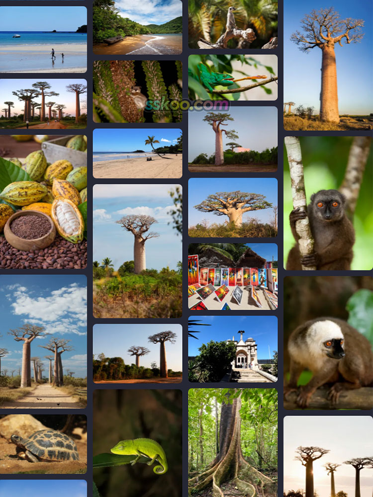 马达加斯加风光环尾狐猴面包树热带雨林动物摄影高清JPG图片素材插图8
