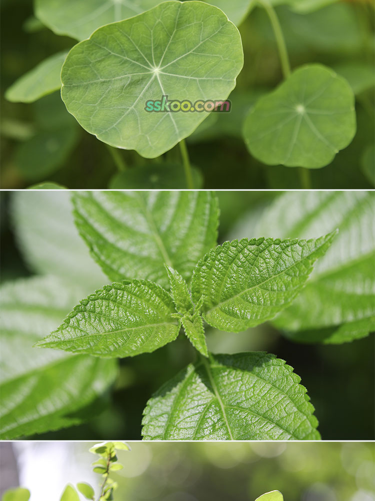 绿色树叶植物插图特写照片风景壁纸高清4K摄影图片设计背景素材插图8