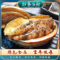 Dongshan Island fresh large abalone fresh nine-hole large abalone seafood aquatic products live frozen shellfish fresh frozen large abalone