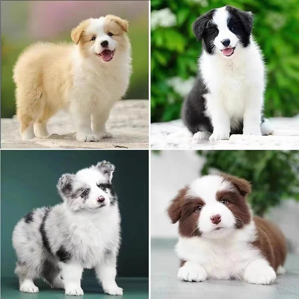 Black and white meteorite gold coffee color of pure breed puppy living border shepherd dog double blood