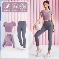 Светло -фиолетовый+серо -пурпурный трехлетний TC38052