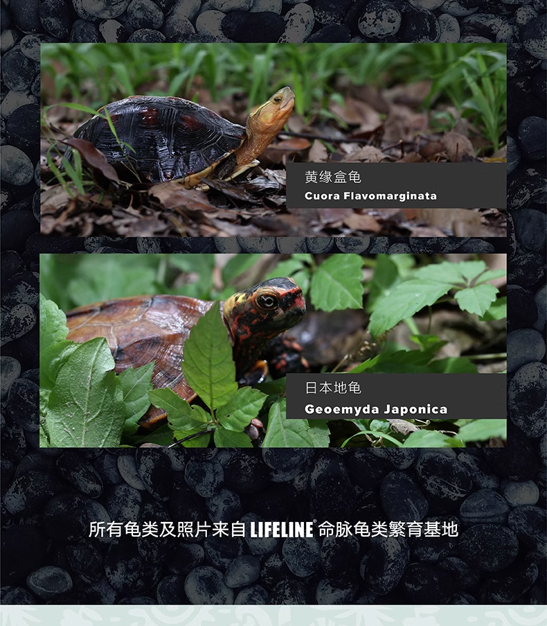 Подробная информация о Lifeline Half-Water Turtle Food_05.png