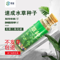 Water plant seeds Mini-leaf grass carp tank Foreground grass Crash lawn seeds Aquarium landscaping Dwarf cow hair