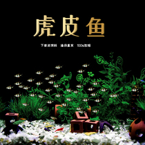 Tropical fish ornamental fish living fish swimming fish tiger skin fish green tiger skin blue tiger skin gold tiger skin four tiger fish