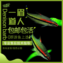 One eyebrow Taoist red eyebrow Taoist ornamental fish tropical fish grass tank king pet aquatic living package loss