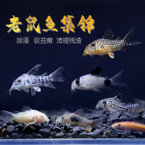 Mice fish tool fish freshwater benthic black line monkey algae scavenger garbage mustache big sail special-shaped fish