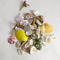 Mediterranean shell conch aquarium fish tank decoration landscaping exquisite scallop style ornaments Creative DIY