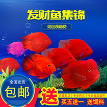 Tropical ornamental blood parrot fish rich fish living fish fry freshwater ingot Diamond red goldfish god of wealth