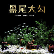 Tropical fish Ornamental fish Black-tailed big hook fish Black-tailed flag lamp fish Grass tank fish Fish Swimming fish Freshwater fish Traffic light