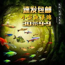 Tropical ornamental fish small lampfamily fish living traffic light zebra freshwater goldfish fairy fish fry scavenger peacock