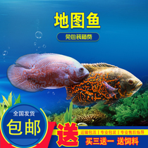 Black map white map fish pig fish flower pig fish in the large freshwater fish tropical pet ornamental fish living