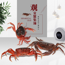 Mini crab chilli crab live pet crab ornamental crab insect-eating algae-removing freshwater crab fish tank reptile benthic animals