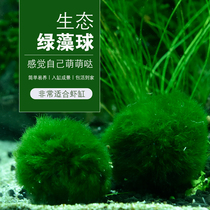 Aquarium aquarium landscaping aquatic grass green bath ball algae ball shrimp green furball aquarium ornamental ball living