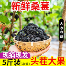 Большие свежие фрукты Liangshan mulberry нашли теперь в 5-ти каттах чёрного мулберри-фруктового фермента-фермента для беременных женщин когда сезон 3