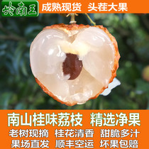 Guiwei lychee 5 pounds freshly picked at the farm and shipped by SF Express from Lingnan Fruit King Nanshan Dragon Boat Festival Gift Box