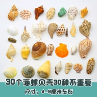 30 видов раковин не повторяются