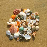 Натуральная раковина рыбака ландшафтной ручной работы ручной работы по дрейфующей бутылочной бутылке.